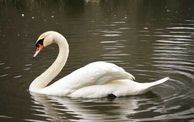Fototapeta premium white swan bird swims on the lake