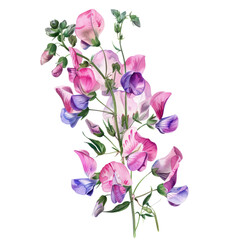 Fototapeta premium A purple Lathyrus odoratus flower isolated on a white background