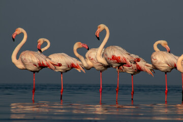 Wild african birds. Group birds of Greater  african flamingos  walking around the blue lagoon on a sunny day