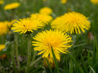 dandelions in grass close up