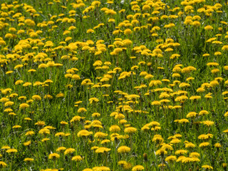 yellow and green