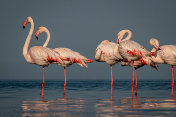 Wild african birds. Group birds of Greater  african flamingos  walking around the blue lagoon on a sunny day