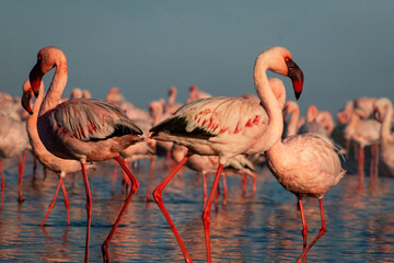 Wild african birds. Red  african flamingos  walking around the blue lagoon on a sunny day