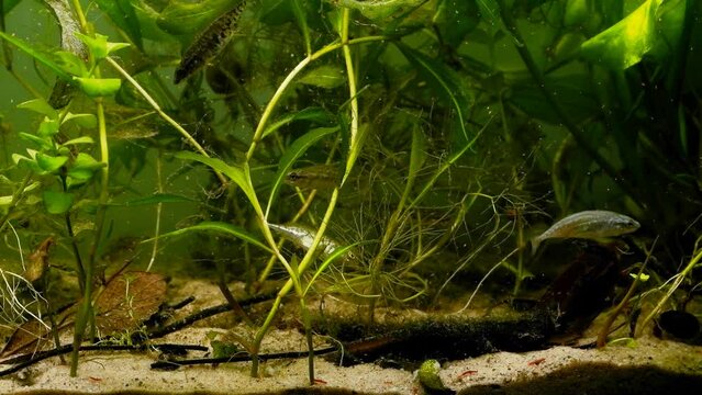 ninespine stickleback shoal eat frozen cyclops food, captive wild fish in European coldwater river biotope aquarium, yellow water-lily and pondweed aquatic plant vegetation, nature explore concept