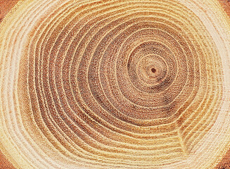 Naklejka premium Cross section of a cut wood tree trunk slice with wavy pattern cracks and rings. Wood texture circles as background.