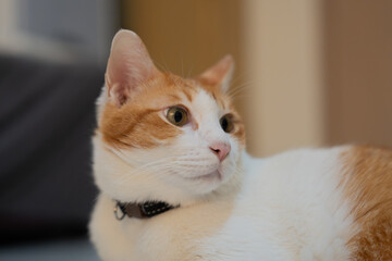 Close up of cat relaxing at home, concept of portrait fluffy indoor cat, adorable and cute pet kitten, animal therapy, relationship friendship and bonding, pet's nose and mouth, orange and tiger