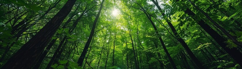 Naklejka premium Verdant Canopy: Lush Forest with Dense Foliage Covering the Sky