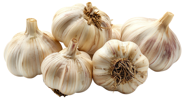 Fresh organic garlic bulbs.