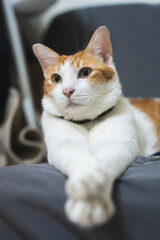 Close up of cat relaxing at home, concept of portrait fluffy indoor cat, adorable and cute pet kitten, animal therapy, relationship friendship and bonding, pet's nose and mouth, orange and tiger