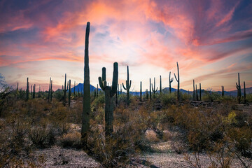 Desert landscape with cacti (Stenocereus thurberi, Carnegiea gigantea) and other succulents in...