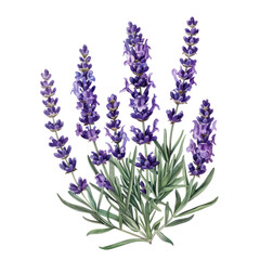 Obraz premium Bunch of lavender and assorted flowers isolated on white background