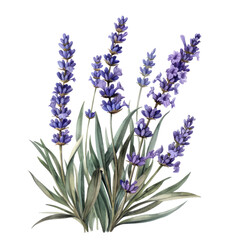 Naklejka premium Bunch of lavender flowers isolated on white background in garden setting with tags