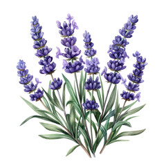 Naklejka premium Bunch of lavender flowers isolated on white background in garden setting with tags flower, 
