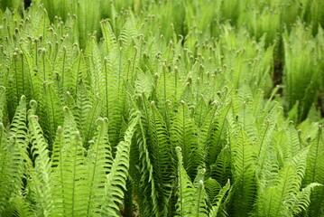 Jeunes fougères au printemps