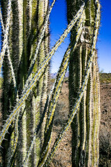 Ocotillo (Fouquieria splendens) and Carnegiea gigantea, Organ Pipe National Park, Arizona