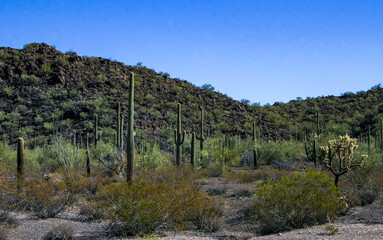 Desert landscape with cacti (Stenocereus thurberi, Carnegiea gigantea) and other succulents in...