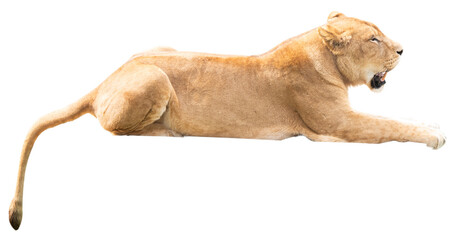 ライオンのメスが伏せているところ