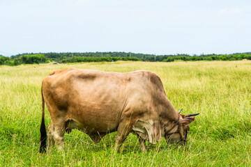 View of cattle grazing in the grasslands, Penghu, Taiwan.