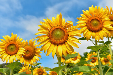 sunflowers blossom in the field