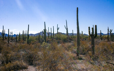 Desert landscape with cacti (Stenocereus thurberi, Carnegiea gigantea) and other succulents in...