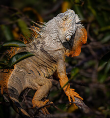 Huge green iguana, in breeding orange colors, is very invasive in Florida .tif