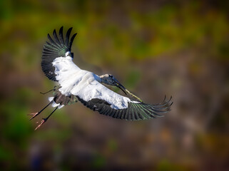 Large wood stork flies overhead with wings spread wide at Wakodahatchee , FL.