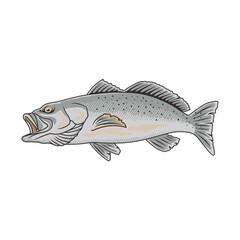 speckled trout fishing illustration logo vector image t shirt