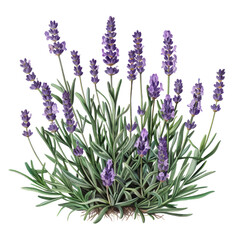Fototapeta premium Lavender and assorted flowers isolated on white background