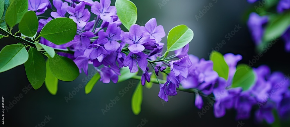Fototapete Close-up shot of a Duranta repens flower with selective focus, leaving an empty space for text or other elements in the image. with copy space image. Place for adding text or design