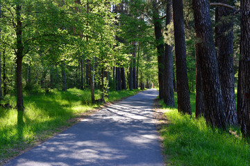 Obraz premium an asphalt road in the spruce forest with sunbeams 