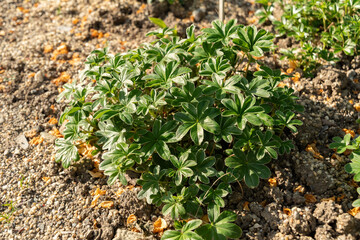 Obraz premium Alpine ladys mantle or Alchemilla Alpina plant in Zurich in Switzerland