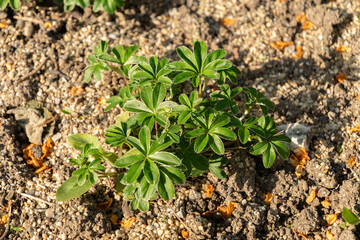 Alpine ladys mantle or Alchemilla Alpina plant in Zurich in Switzerland