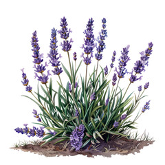 Fototapeta premium Lavender flowers isolated on white background, bunch of lavender, purple nature plant garden summer spring field bloom flora blossom herb violet floral blue beauty lavandula color medicine perfume mac