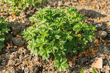 Alpine ladys mantle or Alchemilla Alpina plant in Zurich in Switzerland