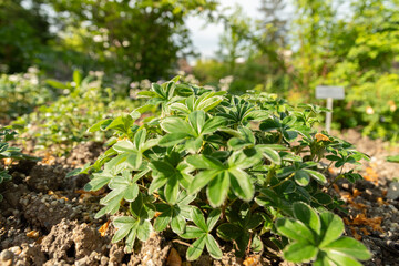 Alpine ladys mantle or Alchemilla Alpina plant in Zurich in Switzerland