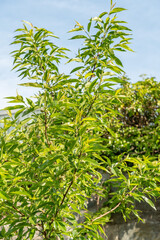 Almond or Prunus Dulcis plant in Zurich in Switzerland