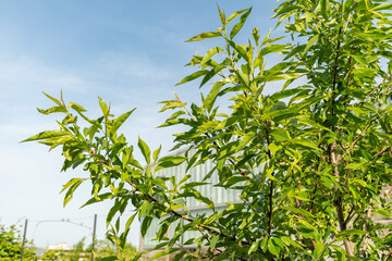 Obraz premium Almond or Prunus Dulcis plant in Zurich in Switzerland