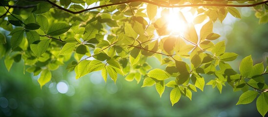 Obraz premium Sunlight filters through the leaves and branches, creating a radiant display with a perfect copy space image.