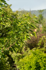 Almond or Prunus Dulcis plant in Zurich in Switzerland