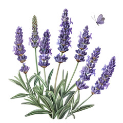 Fototapeta premium Bunch of lavender flowers isolated on white background in garden setting with tags flower, nature, lavender, purple, plant, flowers, spring, summer, bloom, blossom, field, flora, blue, violet, floral,