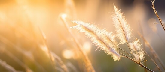Morning sunlight illuminates a grass flower's golden edge in a captivating copy space image.
