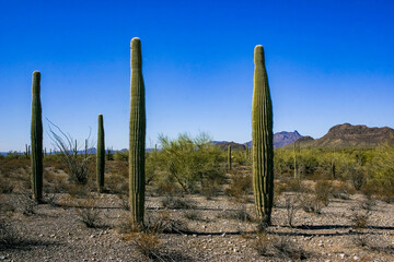 Desert landscape with cacti (Carnegiea gigantea) and other succulents in Organ Pipe NP, Arizona