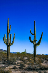 Desert landscape with cacti (Carnegiea gigantea) and other succulents in Organ Pipe NP, Arizona