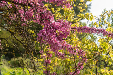 Judas tree or Cercis Siliquastrum plant in Zurich in Switzerland
