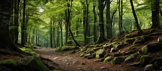 Stunning Italian forest scenery with ample copy space image.