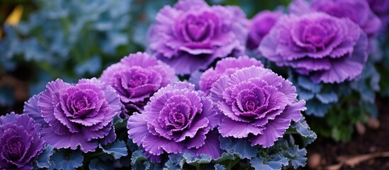 Obraz premium Ornamental kale adds a touch of color and texture to your garden and can spark creativity for decorative arrangements with a copy space image.