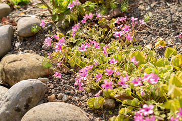 Pink sorrel or Oxalis Articulata plant in Zurich in Switzerland