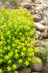 Euphorbia Flavicoma plant in Zurich in Switzerland