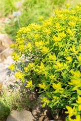 Euphorbia Flavicoma plant in Zurich in Switzerland
