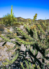 Сane cholla - Cylindropuntia imbricata, walking stick cholla, tree cholla or chainlink cactus,...